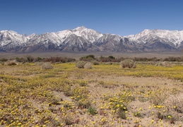 Manzanar internment camp